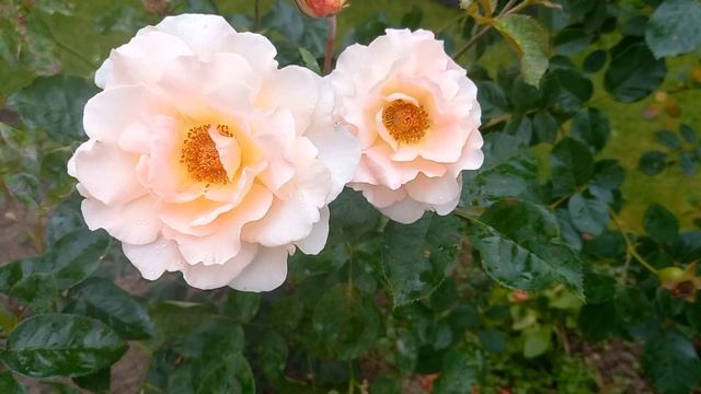 Розы, будлея.Пересадка петунии.3.09.23г. смотреть онлайн