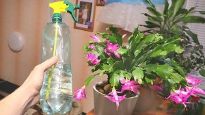 После этого декабрист будет выбрасывать всё новые и новые бутоны цветение затянется до весны.