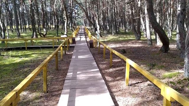 Куршская Коса. Танцующий лес. смотреть онлайн