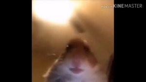 Хомяк смотрит в камеру. Но он не знает ничего. 1 час