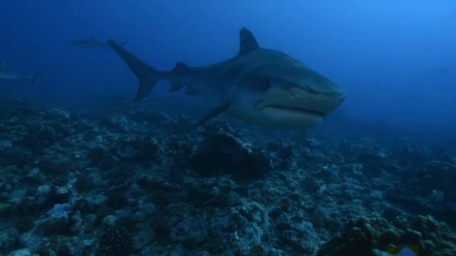Requin Tigre (Galeocerdo Cuvier) смотреть онлайн