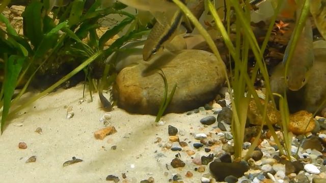 Все аквариумы в марте. смотреть онлайн