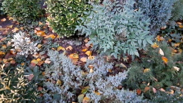 ЮЖНЫЙ САД ОСЕНЬЮ!КАЛИНА ДАВИДА,АРОНИЯ,АЛЕАГНУС,КУПРЕССОЦИПАРИС,БЕРЕСКЛЕТ,АУКУБА,НАНДИНА! 21НОЯБРЯ23 смотреть онлайн