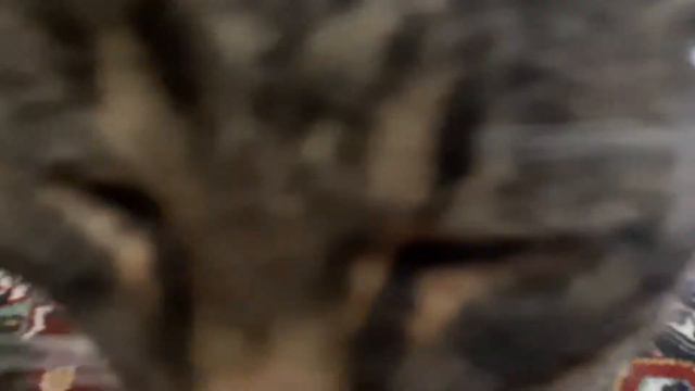 Мы супер няшный котик смотреть онлайн