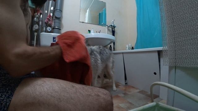 Что случилось с хаски во время помывки? Моем хаски и чихуахуа