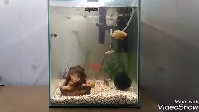 Что нужно знать перед тем как запустить аквариум часть 2 ( качество воды ). смотреть онлайн