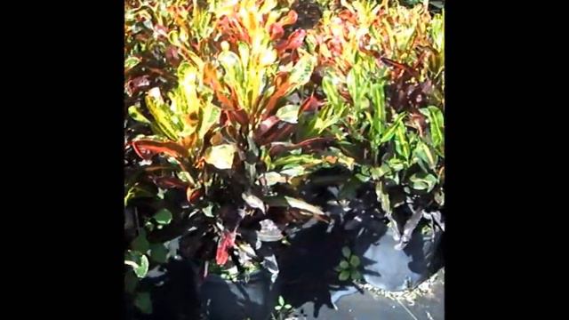 Croton Plant смотреть онлайн