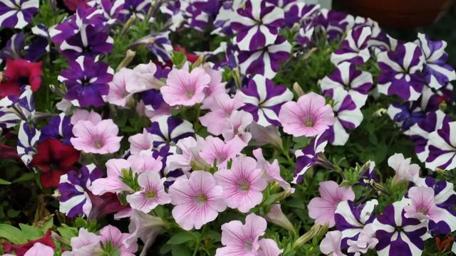 Сурфиния (Surfinia)