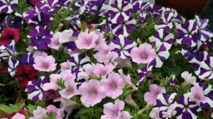 Сурфиния (Surfinia)