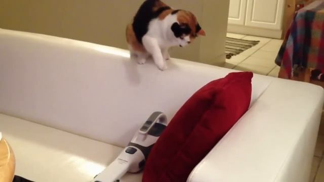 Cat taking revenge from the dust buster смотреть онлайн