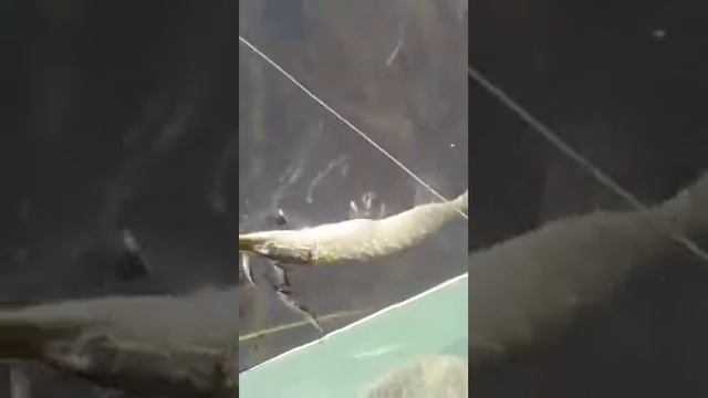 Селец Беларусь ,самая большая щука ! смотреть онлайн