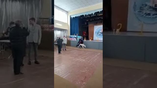 Выставка в г. Ускаман 26 февраля 2022 года, Казахская тазы (Павлодар) смотреть онлайн