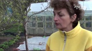 Уход за земляникой весной. Сайт «Садовый мир»