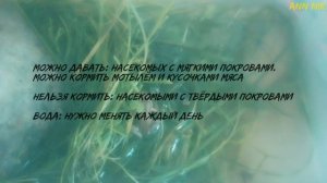Как ухаживать за травяной лягушкой | новый питомец || Ann niK