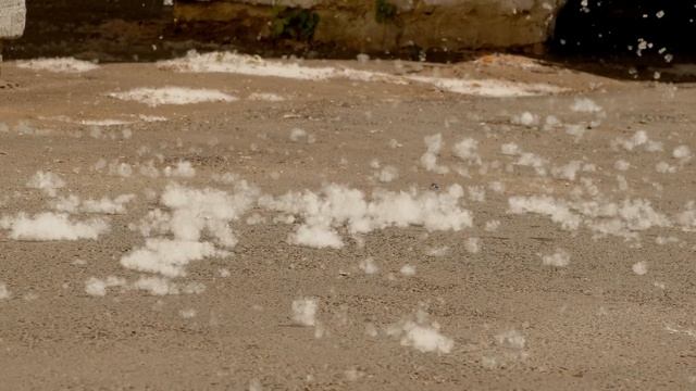 Тополиный пух