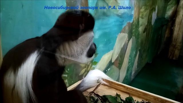 Восточные колобусы 07.04.2022 смотреть онлайн