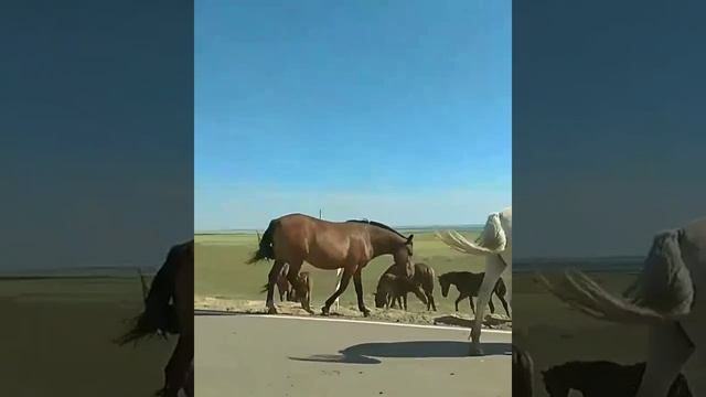 Маральдивские лошадки. #Маралды #Павлодар смотреть онлайн
