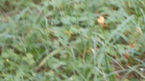 Как быстро собрать землянику в лесу