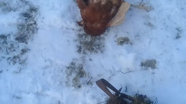 Поймали хулигана. смотреть онлайн