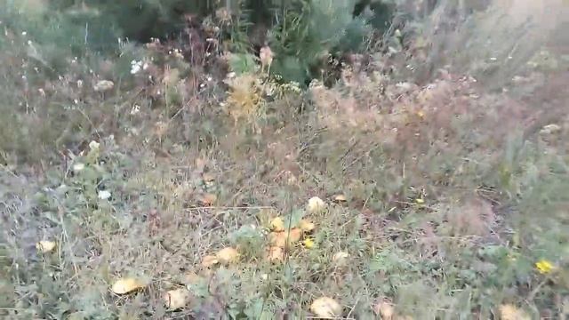 Маслята маслята очень много маслят))) смотреть онлайн