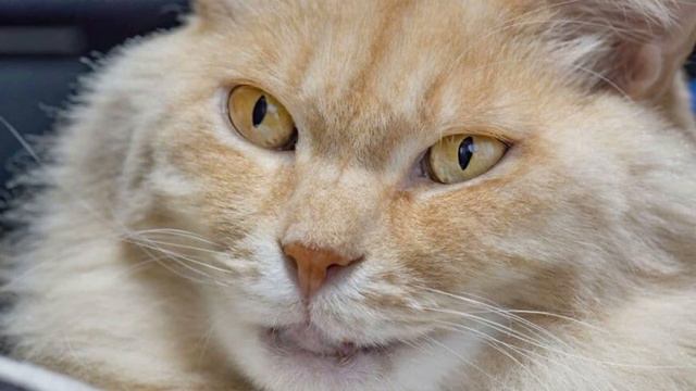 Мужчина подобрал облезлого кота с улицы - и тот превратился в необычайного красавца смотреть онлайн