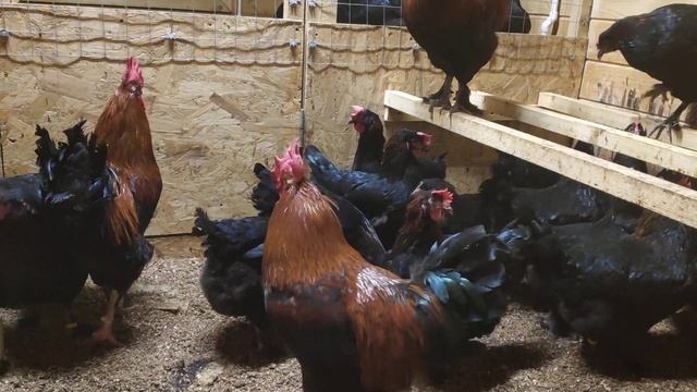 Маран Черно-Медный смотреть онлайн