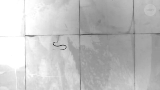 How flying snakes glide: Swimming through the air смотреть онлайн