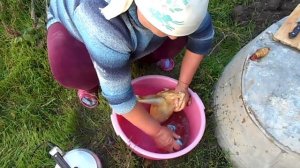 Как потрошить  курицу