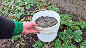 Весной в апреле раскидываю по клубнике такой порошок. Вредитель исчезает, а ягода огромная сладкая.