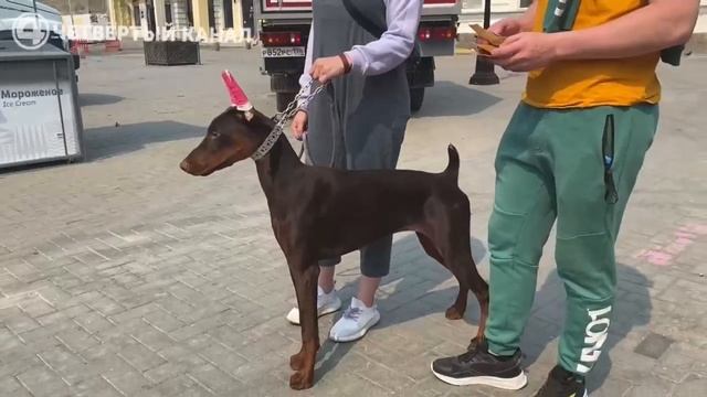 Волонтеры покрасили собак краской смотреть онлайн