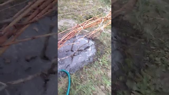 Влагозарялный полив винограда