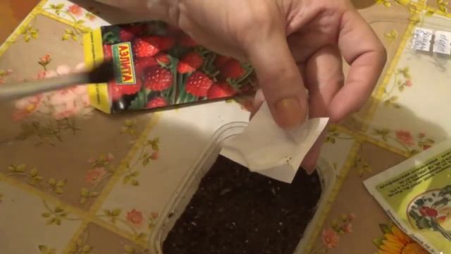 Посев земляники Душистое лукошко, кисточка в помощь. смотреть онлайн