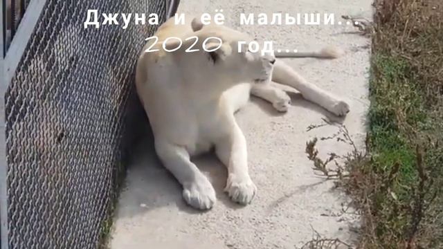 От'ем молодняка от родителей запрещён законом РФ смотреть онлайн