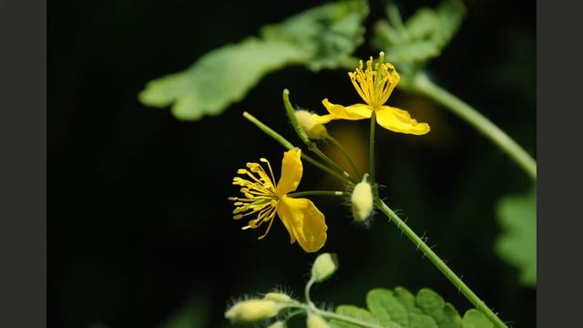 Они мне больше не мешают... удалила папилломы