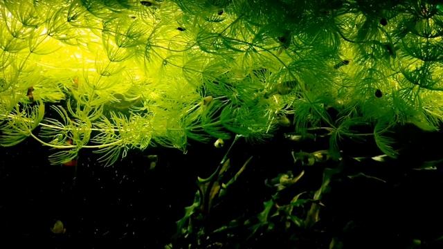 РОГОЛИСТНИК.СОДЕРЖАНИЕ И РАЗВЕДЕНИЕ В АКВАРИУМЕ смотреть онлайн