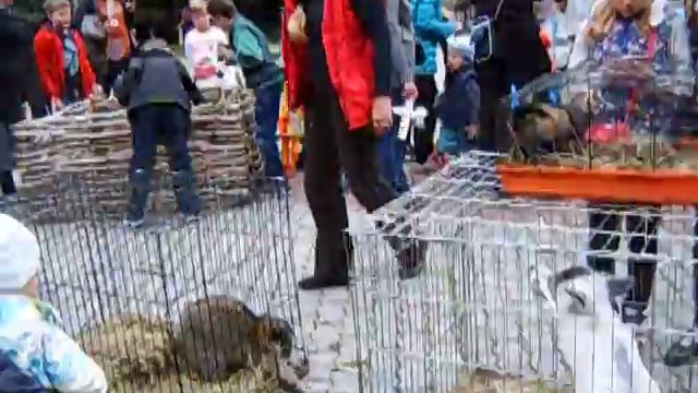 Хорьки и лис на праздник смотреть онлайн