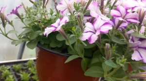 Обзор вегетативных Петуний