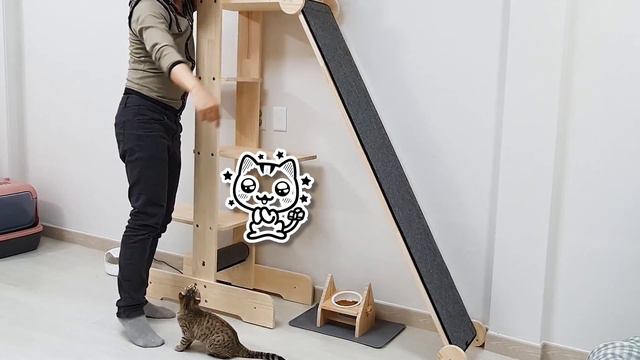 초고층 캣타워를 본 새끼고양이의 리얼 반응 ㅋㅋㅋ 고양이 맞네 | kitten reaction cat tower tree смотреть онлайн