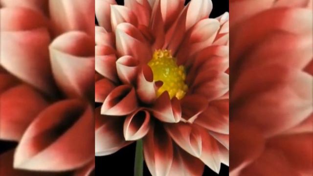 Как распускаются цветы 🌼😍#youtube #viral #flowers #цветы #умиротворение #yt #relax #релакс смотреть онлайн