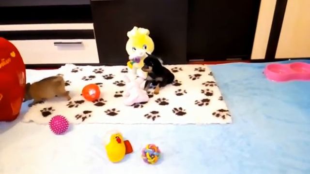 Жили у бабуси два весёлых гуся ^^ смотреть онлайн