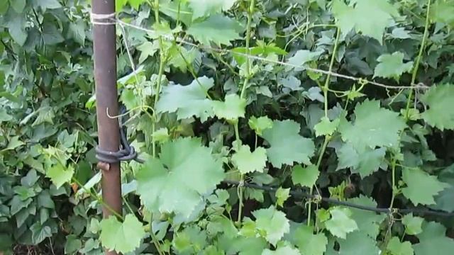 Виноград восторг смотреть онлайн