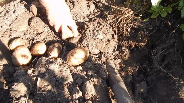 дождей не было но картошшка ах смотреть онлайн