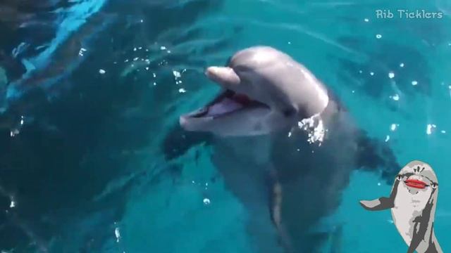 Dolphin Sounds - Noises смотреть онлайн