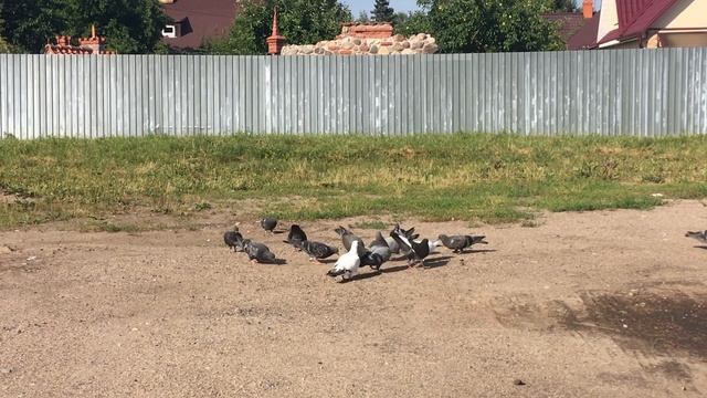 Почему нельзя кормить птиц летом?