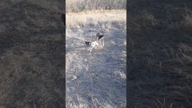 Курцхаар 666666 смотреть онлайн