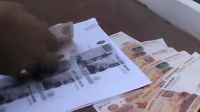 Мигранты и посредники смотреть онлайн