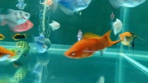 Результат за 2 месяца выращивания Мальки меченосцев