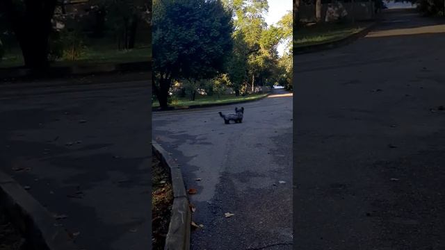 хулиган Скай-терьер Ноап Чароит Кирон смотреть онлайн