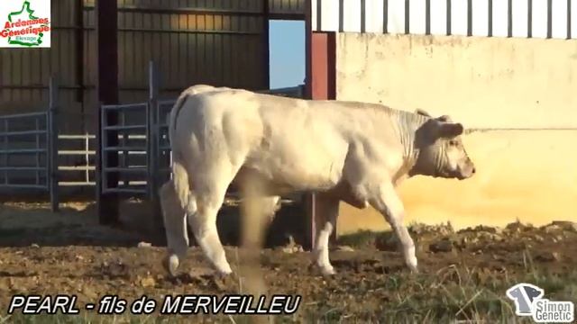 Syndicat des éleveurs charolais ardennais 2020 - Simon Genetic смотреть онлайн