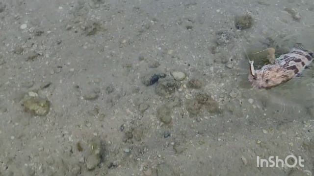 Дубай раздает . Один час фантастической рыбалки в Дубае . Апрель 2023. Shore fishing in Dubai. смотреть онлайн